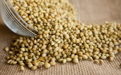 Coriander Seed